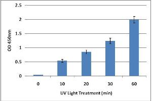 DNA Damage Induced by UV Light. (UV-Induced DNA Damage ELISA 试剂盒)