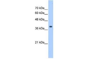 EIF3M antibody used at 1 ug/ml to detect target protein. (Eukaryotic Translation Initiation Factor 3, Subunit M (EIF3M) (N-Term) 抗体)