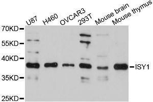 Western blot analysis of extracts of various cell lines, using ISY1 antibody. (ISY1 抗体)