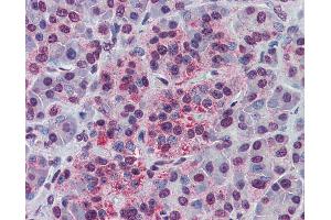 Anti-NDE1 antibody IHC of human pancreas. (NudE Neurodevelopment Protein 1 (NDE1) (AA 218-267) 抗体)