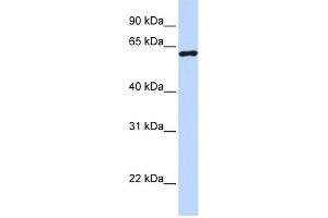 WB Suggested Anti-CSTF2 Antibody Titration:  0. (CSTF2 抗体  (N-Term))