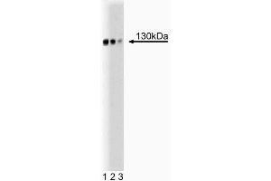 Western blot analysis of GM130 on rat brain lysate. (Golgin A2 (GOLGA2) (AA 869-982) 抗体)