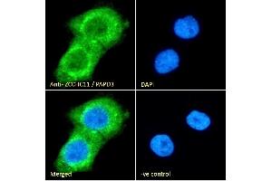 (ABIN184577) Immunofluorescence analysis of paraformaldehyde fixed A431 cells, permeabilized with 0. (ZCCHC11 抗体  (C-Term))