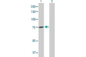 Western Blot analysis of GALNT14 expression in transfected 293T cell line by GALNT14 MaxPab polyclonal antibody. (GALNT14 抗体  (AA 1-552))