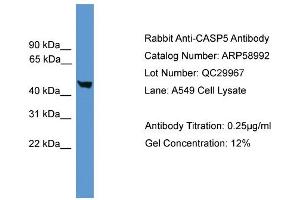 WB Suggested Anti-CASP5  Antibody Titration: 0. (CASP5 抗体  (Middle Region))