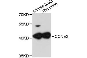Western blot analysis of extracts of various cell lines, using CCNE2 antibody (ABIN1871553) at 1:3000 dilution. (Cyclin E2 抗体)