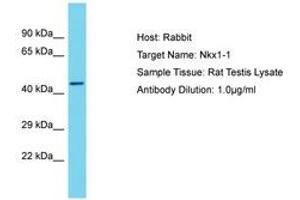 Image no. 1 for anti-NK1 Homeobox 1 (NKX1-1) (AA 114-163) antibody (ABIN6750298) (NKX1-1 抗体  (AA 114-163))