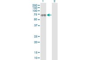 Western Blot analysis of PLA2G3 expression in transfected 293T cell line by PLA2G3 MaxPab polyclonal antibody. (PLA2G3 抗体  (AA 1-509))