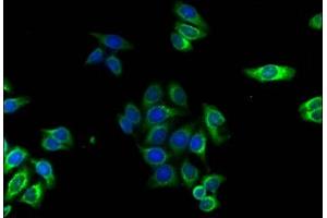 Immunofluorescence staining of HepG2 cells with ABIN7142910 at 1:120,counter-stained with DAPI. (AKAP7 抗体  (AA 1-81))