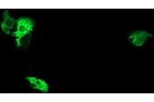 Image no. 2 for anti-NIMA (Never In Mitosis Gene A)-Related Kinase 11 (NEK11) antibody (ABIN1499682) (NEK11 抗体)