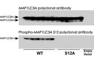 Immunoblots of Phospho-MAP1LC3A in CHO cell culture. (MAP1LC3A 抗体  (pSer12))