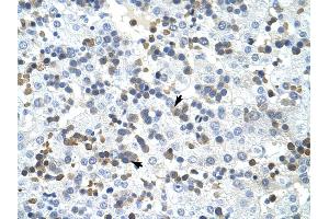 PRMT2 antibody was used for immunohistochemistry at a concentration of 4-8 ug/ml to stain Liver cell (arrows) in Human Liver. (PRMT2 抗体  (N-Term))