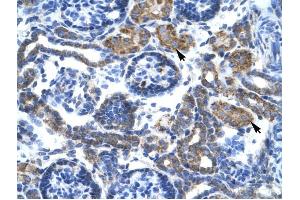 C4BPB antibody was used for immunohistochemistry at a concentration of 4-8 ug/ml to stain Epithelial cells of renal tubule (arrows) in Human Kidney. (C4BPB 抗体  (N-Term))