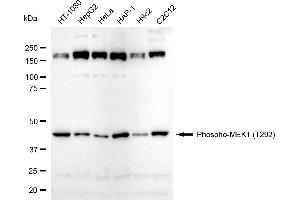 Western blotting analysis using Phospho-MEK1 (T292) antibody (ABIN7799463). (Recombinant MEK1 抗体  (pThr292))
