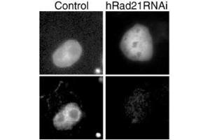 Immunofluorescence (IF) image for anti-RAD21 Homolog (RAD21) (C-Term) antibody (ABIN2452087) (RAD21 抗体  (C-Term))