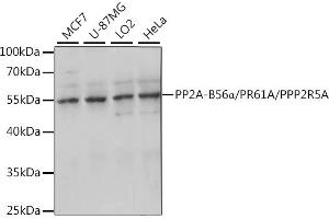 Western blot analysis of extracts of various cell lines, using PP2A-B56α/PR61A/PP2A-B56α/PR61A/PPP2R5A antibody (ABIN7269688) at 1:1000 dilution. (PPP2R5A 抗体  (AA 50-130))