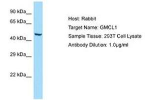 GMCL1 抗体  (AA 367-416)