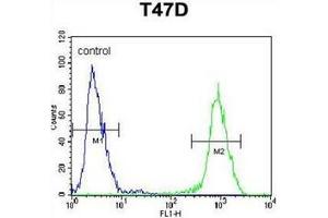 Flow cytometric analysis of T47D cells using ARHGAP19 Antibody (Center) Cat. (ARHGAP19 抗体  (Middle Region))