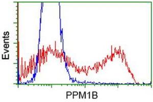 Image no. 2 for anti-Protein Phosphatase, Mg2+/Mn2+ Dependent, 1B (PPM1B) antibody (ABIN1500371) (PPM1B 抗体)
