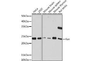 Western blot analysis of extracts of various cell lines, using Ran Rabbit mAb (ABIN7269847) at 1:1000 dilution. (RAN 抗体)