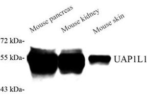 Western blot analysis of UAP1L1 (ABIN7076143) at dilution of 1: 2000 (UAP1L1 抗体)