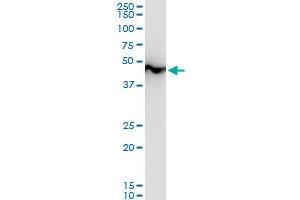 Western Blotting (WB) image for anti-Enolase 1 (ENO1) (AA 1-434) antibody (ABIN560740)