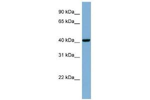 PLEKHA9 antibody used at 1 ug/ml to detect target protein. (PLEKHA9 抗体)
