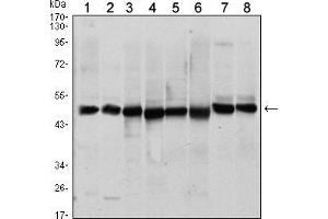 Western blot analysis using ST13 mouse mAb against A431 (1), HEK293 (2), Hela (3), HepG2 (4), Jurkat (5), K562 (6), L121O (7) and MCF-7 (8) cell lysate. (HSC70 Interacting Protein HIP 抗体)