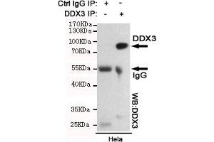 Immunoprecipitation analysis of Hela cell lysates using DDX3 mouse mAb. (DDX3X 抗体)