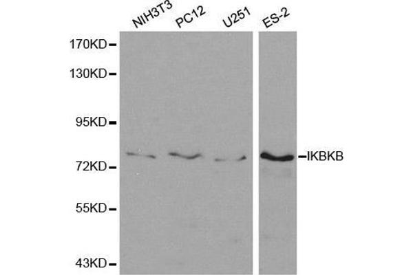 IKBKB Antikörper  (AA 630-730)