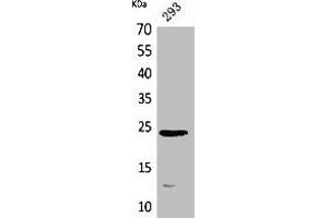 Western Blot analysis of 293 cells using MDA-7 Polyclonal Antibody. (IL-24 抗体  (Internal Region))