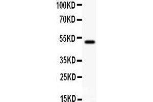 Anti- KAT3B/p300 Picoband antibody, Western blotting All lanes: All lanes: Anti KAT3B/p300  at 0. (p300 抗体  (AA 2065-2414))