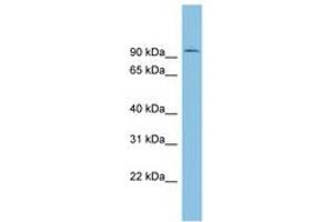 Image no. 1 for anti-Tousled-Like Kinase 1 (TLK1) (AA 251-300) antibody (ABIN6745250) (TLK1 抗体  (AA 251-300))