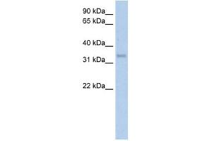 Carbonic Anhydrase IV antibody used at 5 ug/ml to detect target protein. (CA4 抗体  (Middle Region))