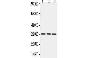 Anti-CD134/OX40 antibody,  Western blotting All lanes: Anti CD134/OX40 () at 0.