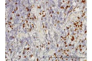 Immunoperoxidase of monoclonal antibody to SMAD3 on formalin-fixed paraffin-embedded human tonsil. (SMAD3 抗体  (AA 120-221))