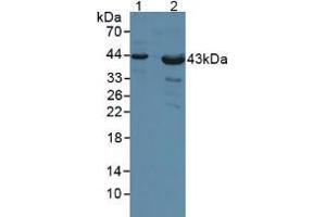Western blot analysis of (1) Human Liver Tissue and (2) Mouse Heart Tissue. (Poliovirus Receptor 抗体  (AA 56-309))