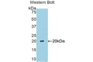 Western Blotting (WB) image for anti-Carbonic Anhydrase VI (CA6) (AA 27-181) antibody (ABIN1175960) (CA6 抗体  (AA 27-181))