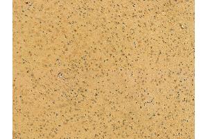ABIN6265289 and ABIN6273076 at 1/100 staining Mouse brain tissue by IHC-P. (SRP68 抗体  (C-Term))