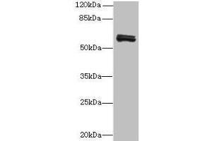 Western blot All lanes: FAM222B antibody at 2 μg/mL + Mouse liver tissue Secondary Goat polyclonal to rabbit at 1/10000 dilution Predicted band size: 60 kDa Observed band size: 60 kDa (FAM222B 抗体  (AA 351-562))