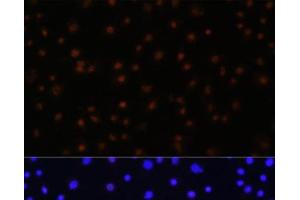 Immunofluorescence analysis of C6 cells using NPAS2 Polyclonal Antibody at dilution of 1:100 (40x lens). (NPAS2 抗体)