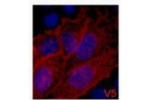 Immunofluorescence (IF) analysis of 293 cells transfected with a V5-tag protein,1:2000 dilution (blue DAPI, red anti-V5) (V5 Epitope Tag 抗体)