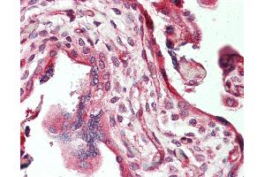Anti-TNC / Tenascin C antibody IHC staining of human placenta. (TNC 抗体  (FITC))