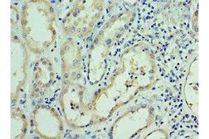 Immunohistochemistry of paraffin-embedded human kidney tissue using ABIN7167670 at dilution of 1:100 (RNLS 抗体  (AA 18-342))