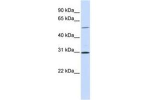 Image no. 1 for anti-NIMA related kinase 3 (NEK3) (AA 108-157) antibody (ABIN6741054) (NEK3 抗体  (AA 108-157))