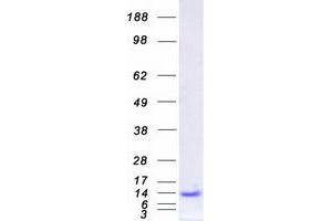 Western Blotting (WB) image for Pterin-4 alpha-Carbinolamine Dehydratase/dimerization Cofactor of Hepatocyte Nuclear Factor 1 alpha (PCBD1) protein (Myc-DYKDDDDK Tag) (ABIN2728345)