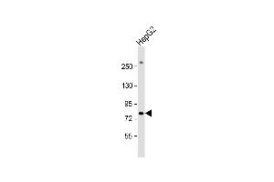 Anti-PIGR Antibody (C-term) at 1:1000 dilution + HepG2 whole cell lysate Lysates/proteins at 20 μg per lane. (PIGR 抗体  (C-Term))