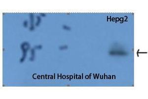Western Blot (WB) analysis: Western Blot (WB) analysis of HepG2 cells using Stat3 Polyclonal Antibody.