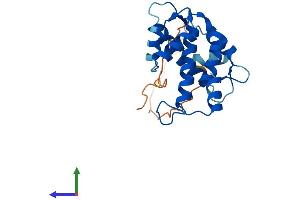 Protein Structure (PS) image for Grancalcin, EF-Hand Calcium Binding Protein (GCA) (AA 1-220) protein (His tag) (ABIN7559804)