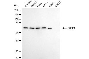 Western blotting analysis using G3BP1 antibody (ABIN7798815). (Recombinant G3BP1 抗体)